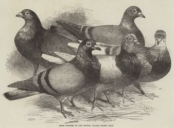 Preisträger im Crystal Palace Taubenrennen